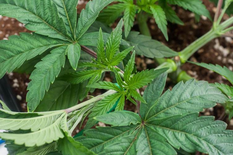 Jelly Breath S1. Week 4 - day27