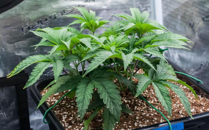 Jelly Breath S1. Week 4 - day32