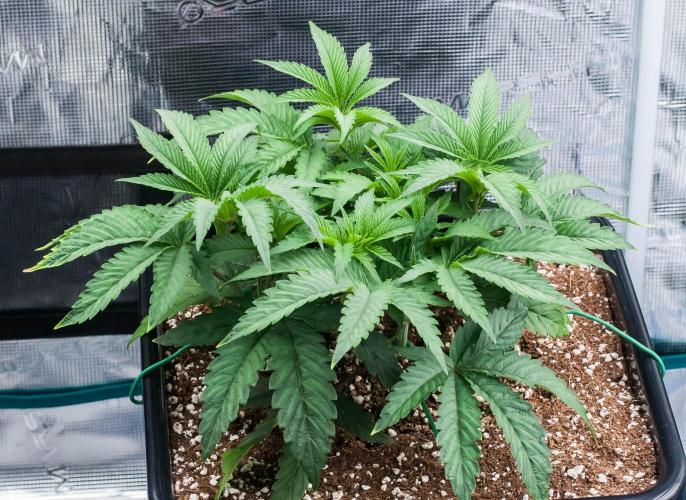 Jelly Breath S1. Week 4 - day32