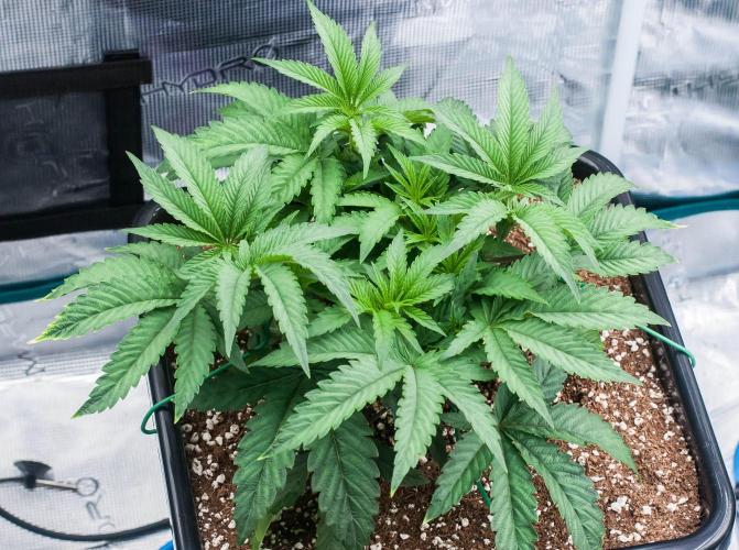 Jelly Breath S1. Week 4 - day32