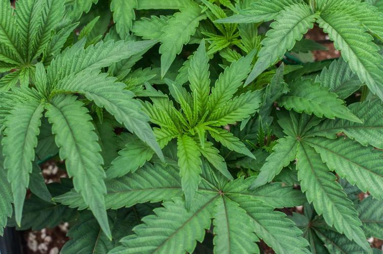 Jelly Breath S1. Week 4 - day32