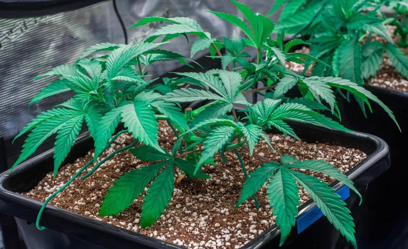 Blue Zushi. Week 4 - day23