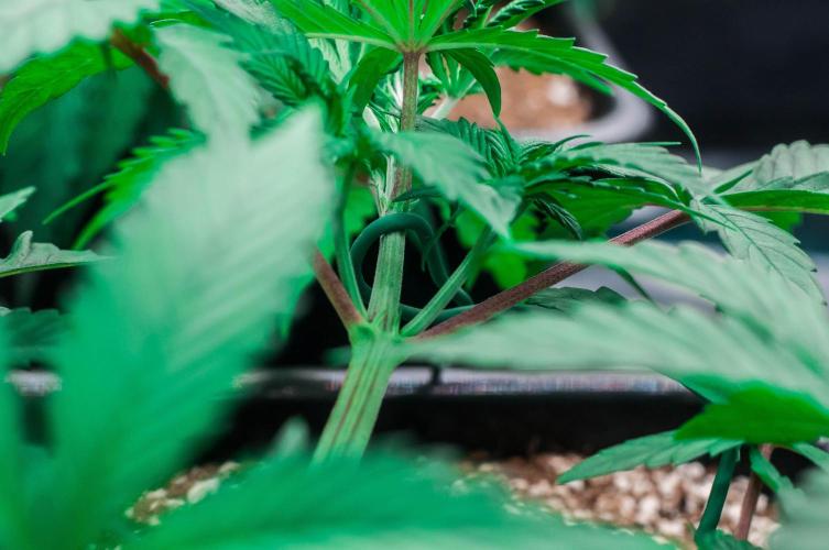 Blue Zushi. Week 4 - day23