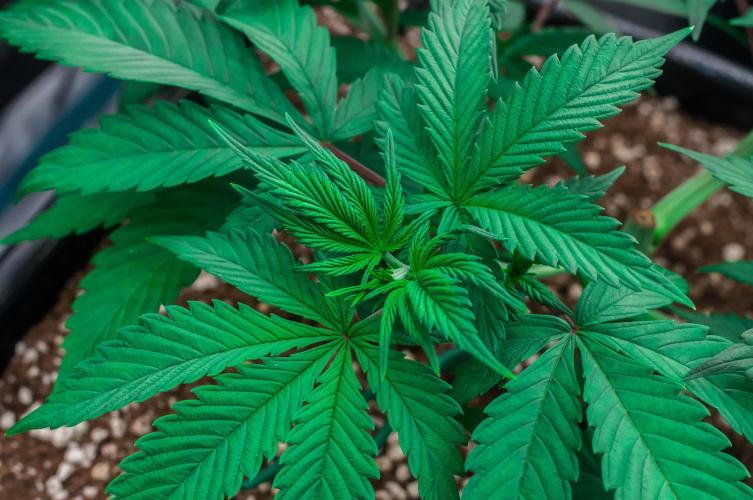 Blue Zushi. Week 4 - day23