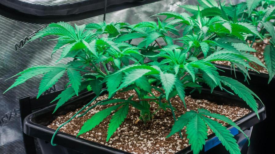 Blue Zushi. Week 4 - day27