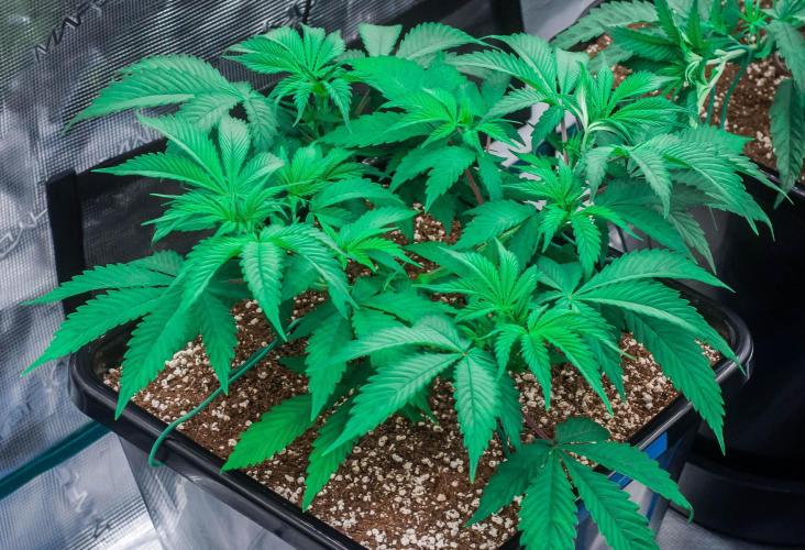 Blue Zushi. Week 4 - day27