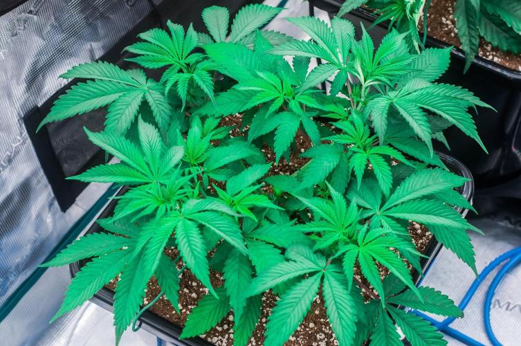 Blue Zushi. Week 4 - day27