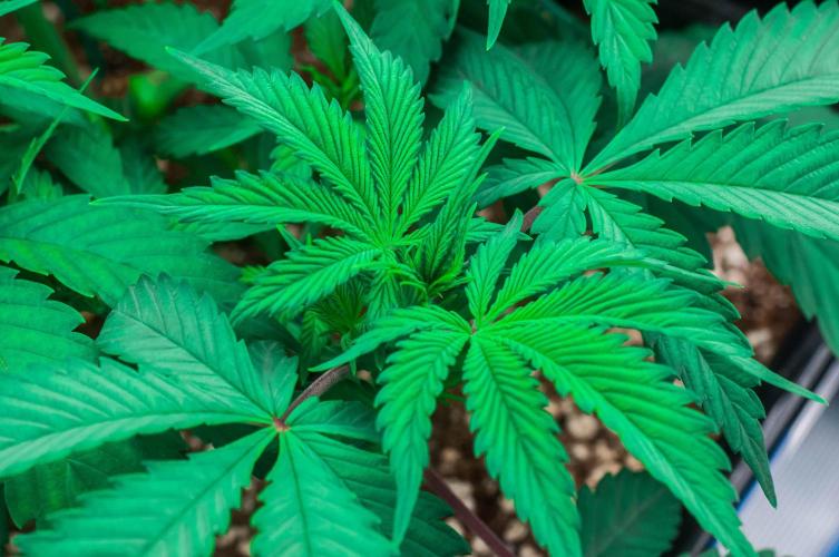 Blue Zushi. Week 4 - day27