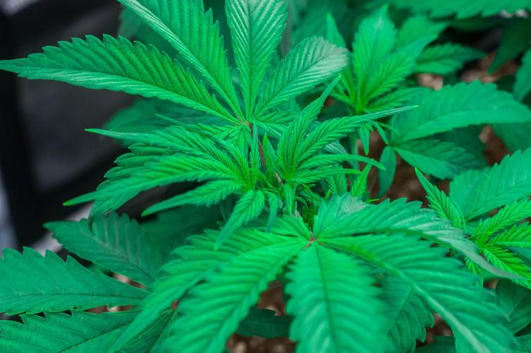 Blue Zushi. Week 4 - day27