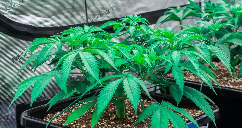 Blue Zushi. Week 4 - day32