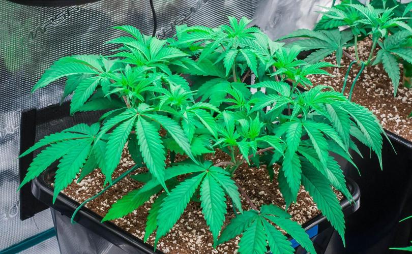 Blue Zushi. Week 4 - day32