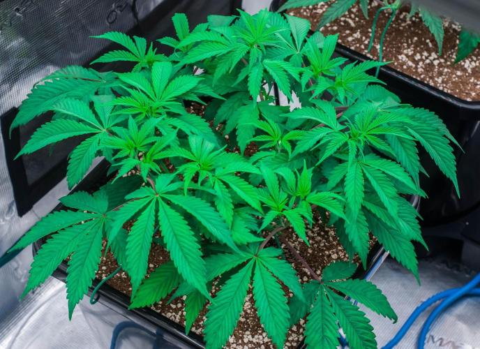 Blue Zushi. Week 4 - day32