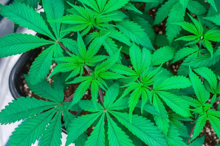 Blue Zushi. Week 4 - day32