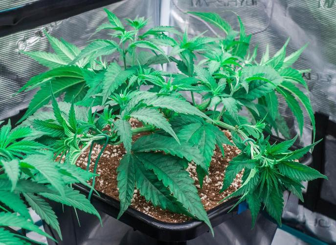 Jelly Donutz. Week 4 - day27