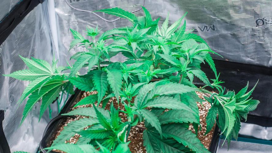 Jelly Donutz. Week 4