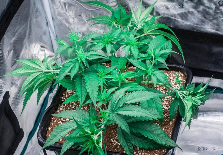 Jelly Donutz. Week 4 - day27