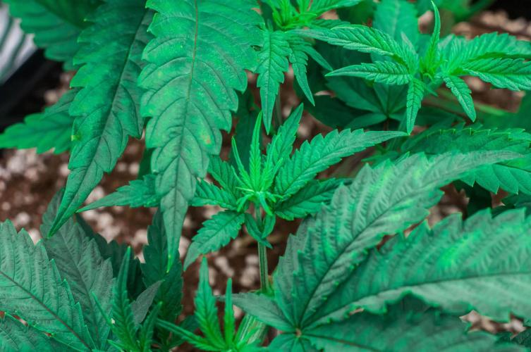 Jelly Donutz. Week 4 - day27