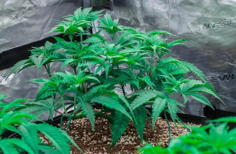 Jelly Donutz. Week 4 - day32