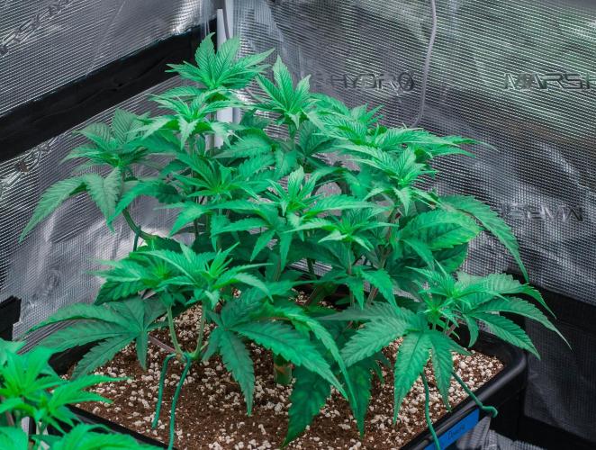 Jelly Donutz. Week 4 - day32