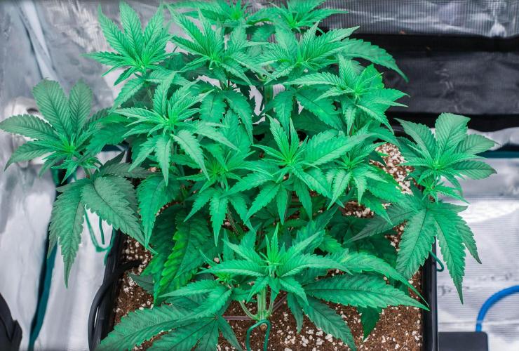 Jelly Donutz. Week 4 - day32