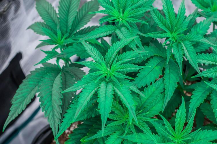 Jelly Donutz. Week 4 - day32