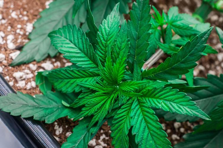 Papaya Frosting. Week 4 - day23