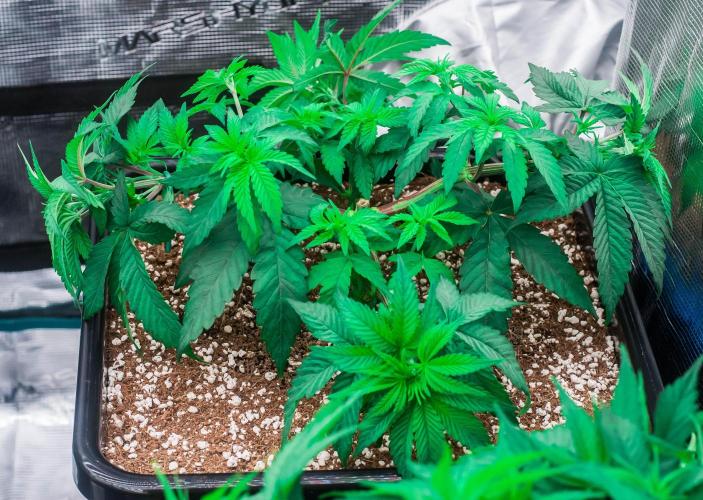 Papaya Frosting. Week 4 - day27