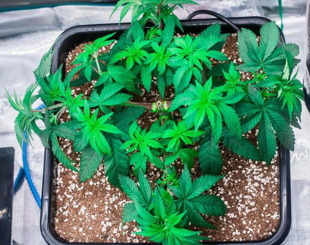 Papaya Frosting. Week 4 - day27