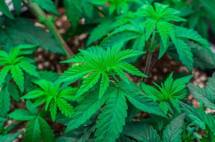 Papaya Frosting. Week 4 - day27