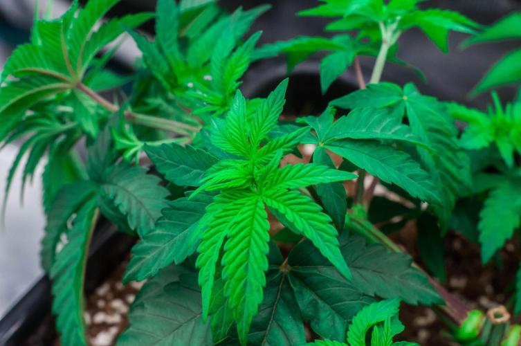 Papaya Frosting. Week 4 - day27