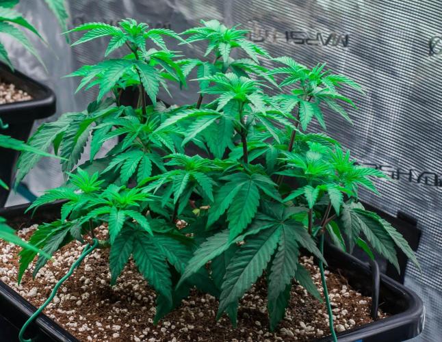 Papaya Frosting. Week 4 - day32