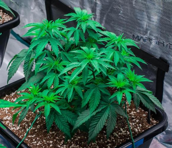 Papaya Frosting. Week 4 - day32