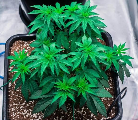 Papaya Frosting. Week 4 - day32