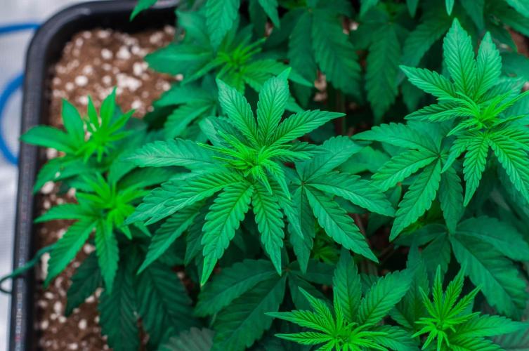 Papaya Frosting. Week 4 - day32