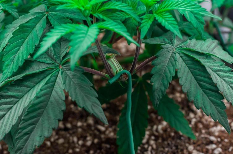 Papaya Frosting. Week 4 - day32