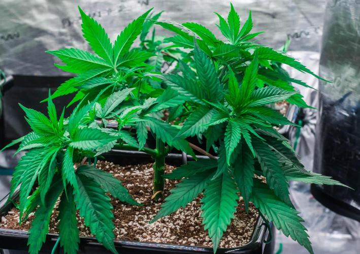 Red Hot Cookies. Week 4 - day23