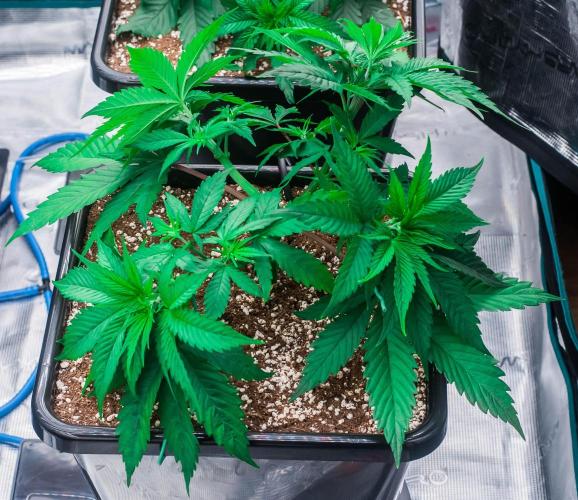 Red Hot Cookies. Week 4 - day23