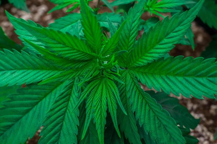 Red Hot Cookies. Week 4 - day23