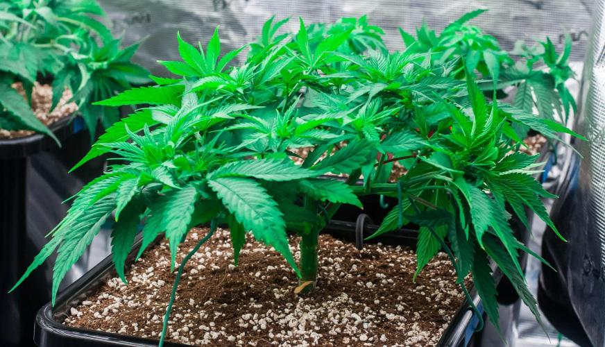 Red Hot Cookies. Week 4 - day27