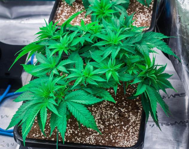 Red Hot Cookies. Week 4 - day27