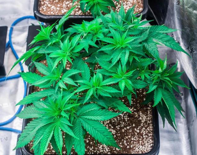 Red Hot Cookies. Week 4 - day27