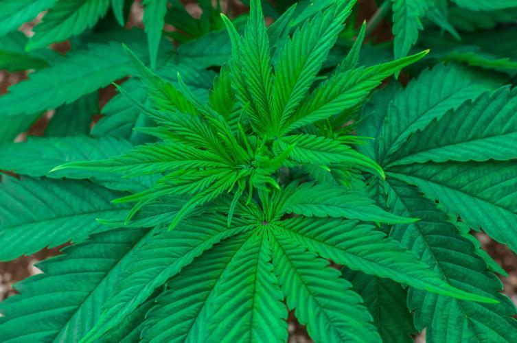 Red Hot Cookies. Week 4 - day27