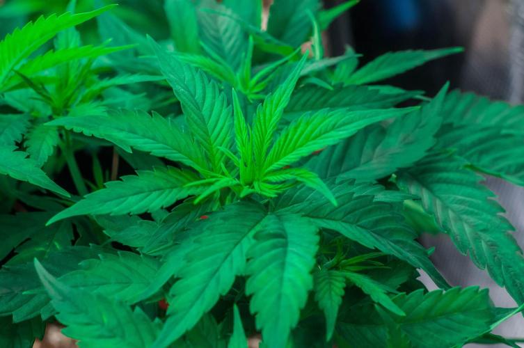 Red Hot Cookies. Week 4 - day27