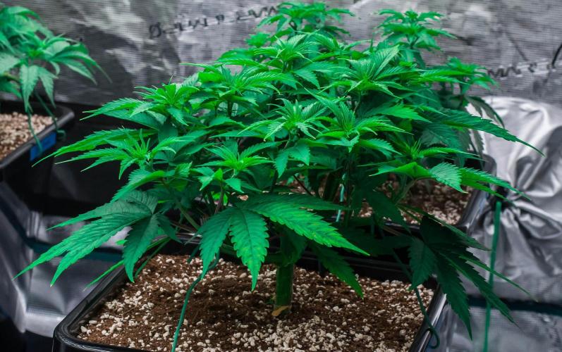 Red Hot Cookies. Week 4 - day32