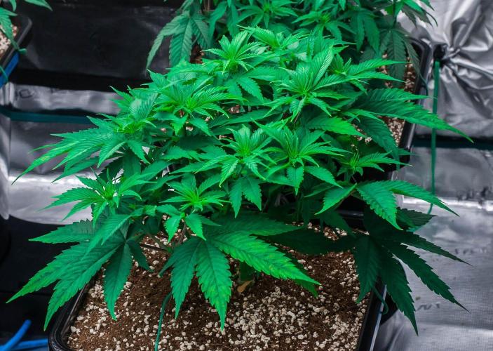 Red Hot Cookies. Week 4 - day32