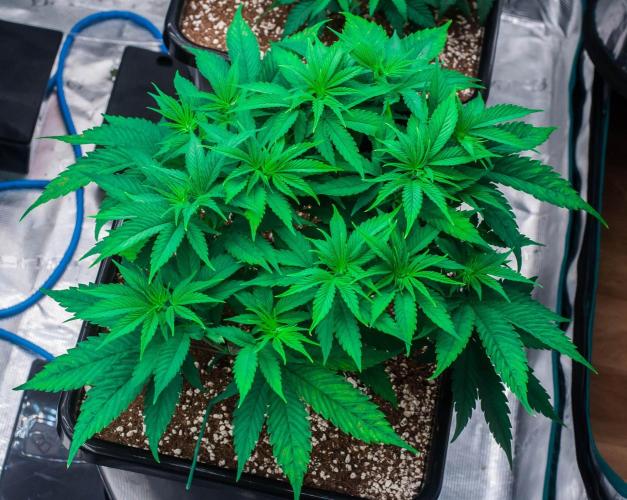 Red Hot Cookies. Week 4 - day32