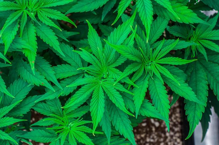 Red Hot Cookies. Week 4 - day32