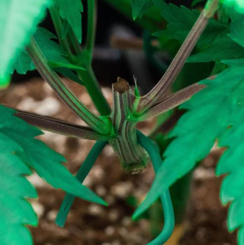 Red Hot Cookies. Week 4 - day32