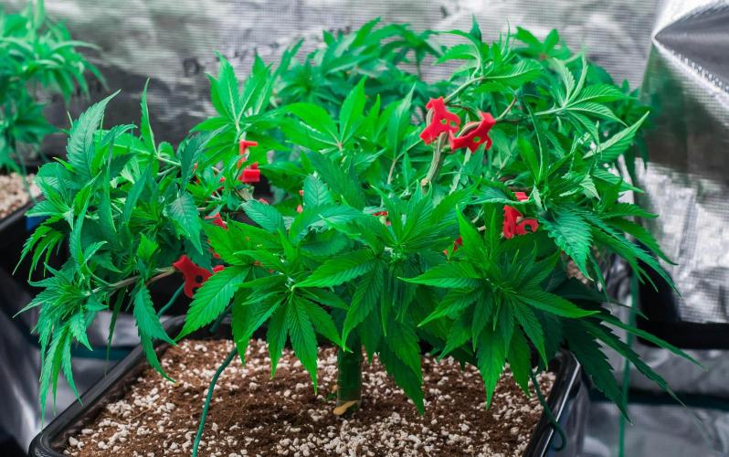 Red Hot Cookies. Week 5 - day34