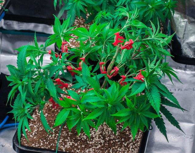 Red Hot Cookies. Week 5 - day34